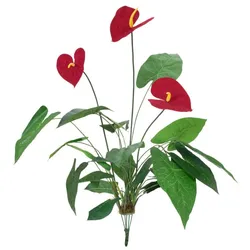 EUROPALMS Anthurium, künstlich, 70cm
