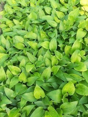 6 x Hosta hybride Purple Heart GRDplanten, Potmaat: 9 x 9 cm