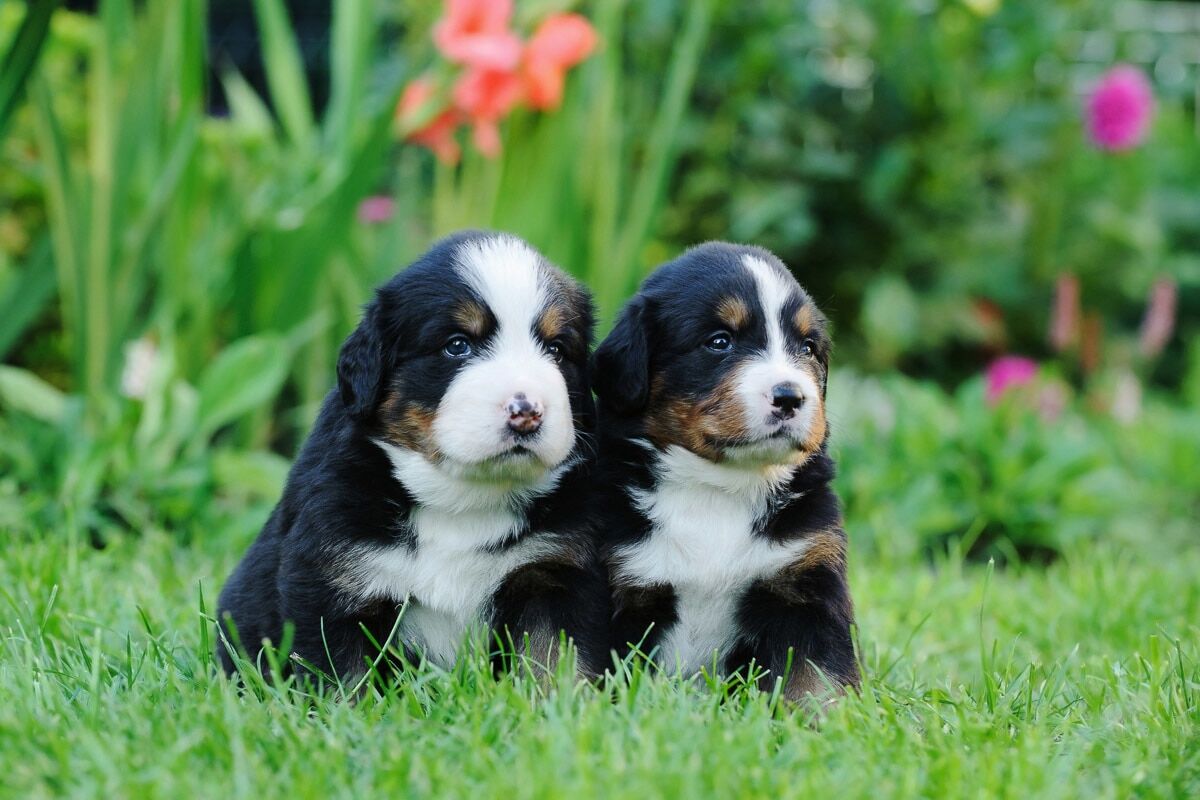 Papermoon "Berner Sennenhunde" bunt B/L: 2m x 1,5m, Rollen: 1