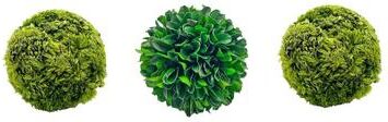Bergamo Art Preserved Decorative Boxwood and Cockscomb Topiary Balls - Set of 3
