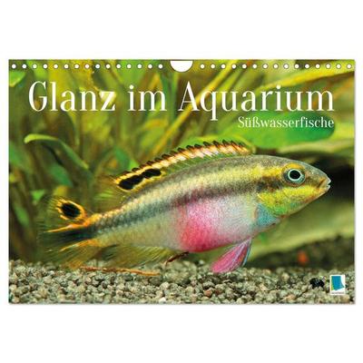 Glanz im Aquarium: Süßwasserfische (Wandkalender 2026 DIN A4 quer), CALVENDO Monatskalender