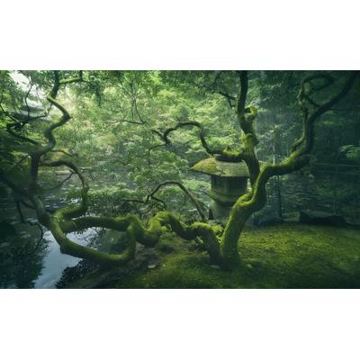 Fototapete PAPERMOON "Photo-Art JAVIER DE LA, JAPANISCHER BAUM", bunt, B:4m L:2,6m, Vlies, Tapeten