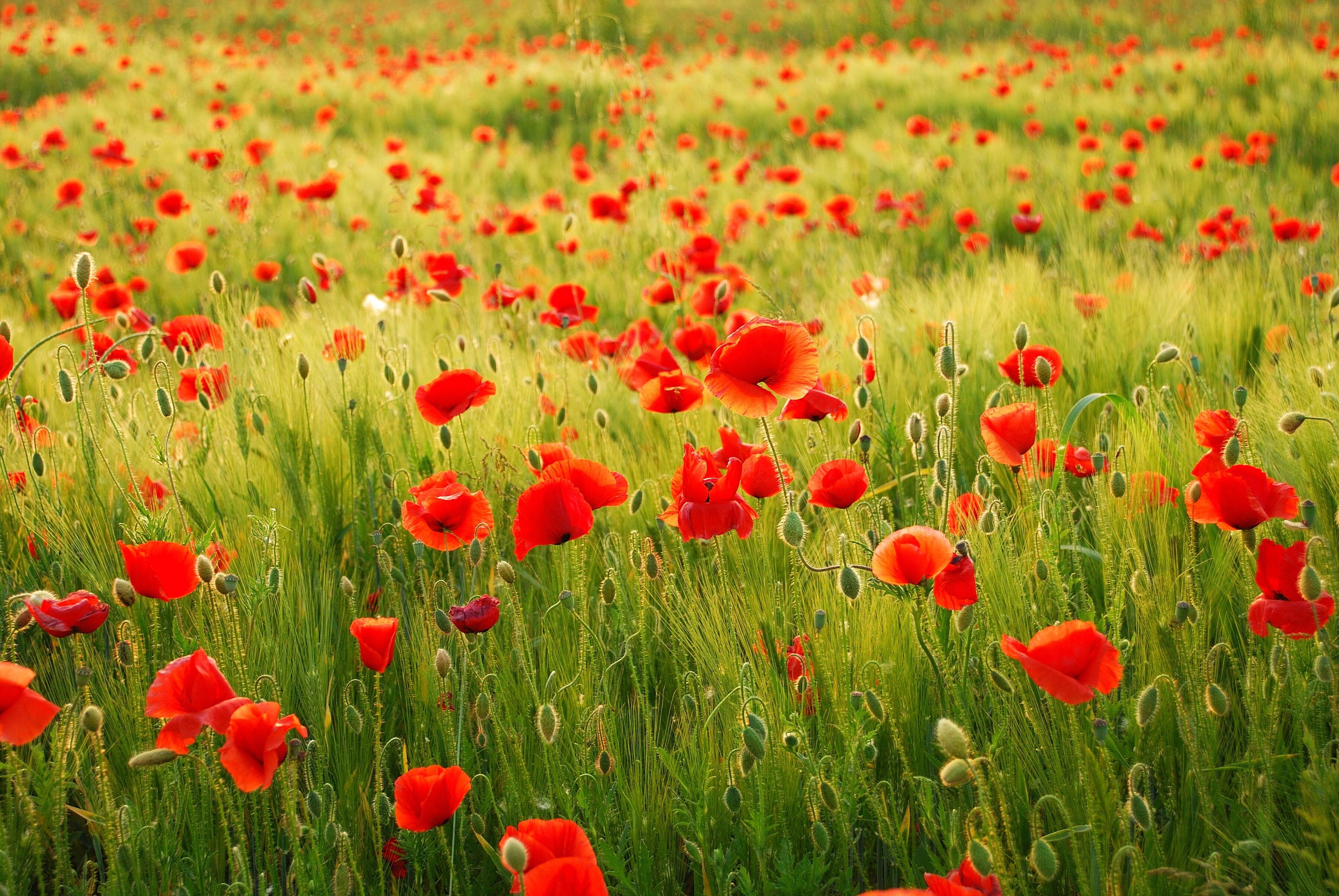 Fototapete PAPERMOON "Field of Poppies", bunt, B:3,5m L:2,6m, Vlies, Tapeten, Fototapete bunt B/L: 3,5m x 2,6m, Bahnen: 7 Stk.