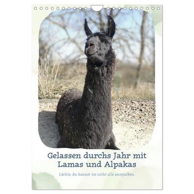 Gelassen durchs Jahr mit Lamas und Alpakas (Wandkalender 2027 DIN A4 hoch), CALVENDO Monatskalender