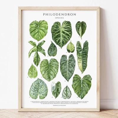 Uplifted Finds Botanical Green Houseplant Canvas Art   Calming Nature Indoors Interior Print 7 20 X 30 Cm