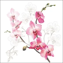 Ambiente 20 Servietten Papier 33x33cm 3-lagig - hochwertige Einweg Papierservietten Orchideenzweig Motiv Partyservietten Tischdeko Frühling Sommer Hochzeit