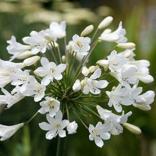 6x Agapanthus hybrida Arctic Star in pot van 9x9 cm
