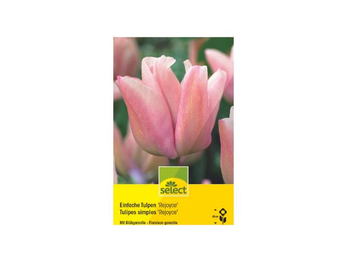 Select Blumenzwiebel Einfache Tulpen Rejoyce ' 10 Stück'