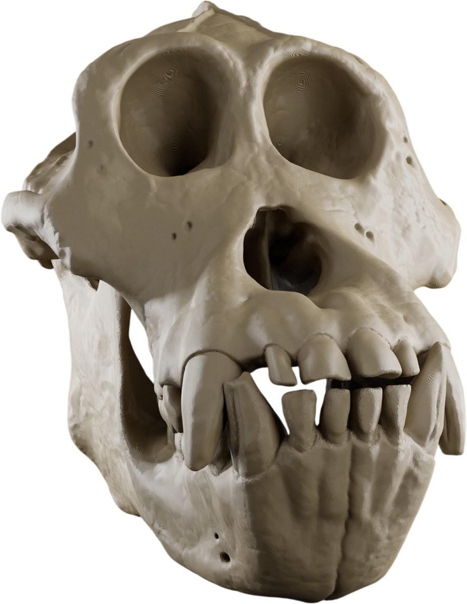 Orang Oetan Schedel Decoratie Replica - Beige - Anatomisch Model - Ethische Dieren Schedel