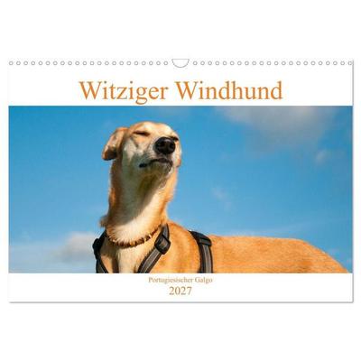 Witziger Windhund - Portugiesischer Galgo (Wandkalender 2027 DIN A3 quer), CALVENDO Monatskalender