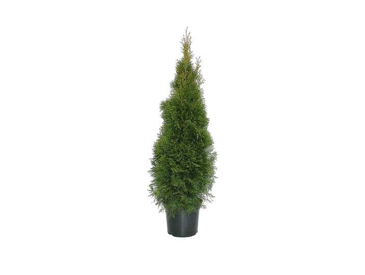 Lebensbaum - Thuja Smaragd 140 - 150cm inklusive Topf