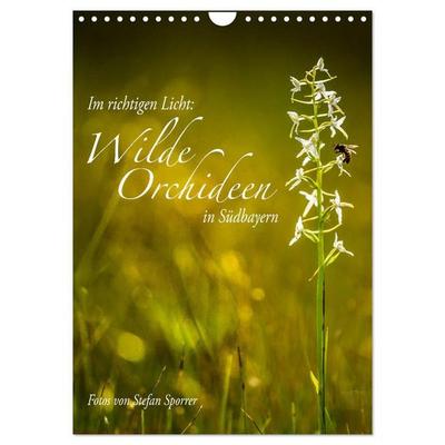 Im richtigen Licht: Wilde Orchideen in Südbayern (Wandkalender 2027 DIN A4 hoch), CALVENDO Monatskalender