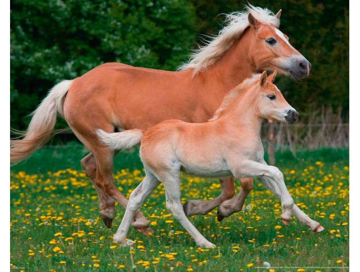 Fototapete PAPERMOON Horses , bunt, B:2m L:1,49m, Vlies, Tapeten, Fototapete