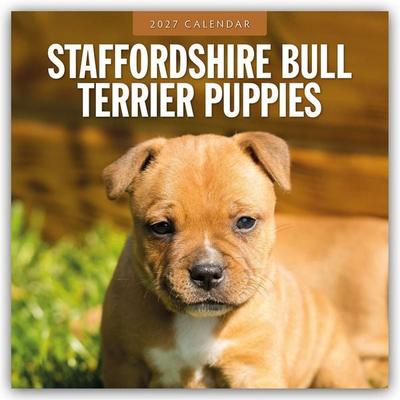 Staffordshire Bull Terrier Puppies – Staffordshire Bullterrier Welpen 2027 – 16-Monatskalender