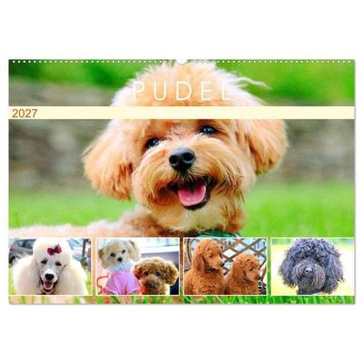 Pudel. Lustige Allrounder im Wollfell (Wandkalender 2027 DIN A2 quer), CALVENDO Monatskalender