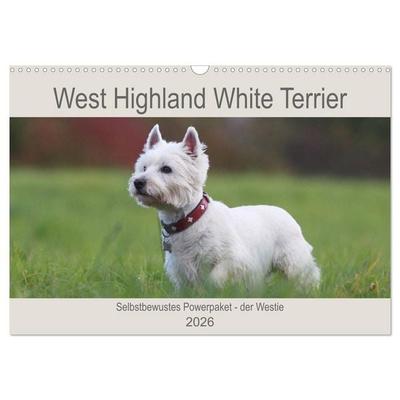 West Highland White Terrier - Selbstbewustes Powerpaket - der Westie (Wandkalender 2026 DIN A3 quer), CALVENDO Monatskalender