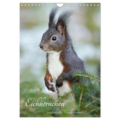 Eichhörnchen - zauberhafte Waldbewohner (Wandkalender 2026 DIN A4 hoch), CALVENDO Monatskalender