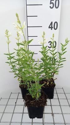 6 x Salvia greggii Alba - Stermos - pot van 9 x 9 cm