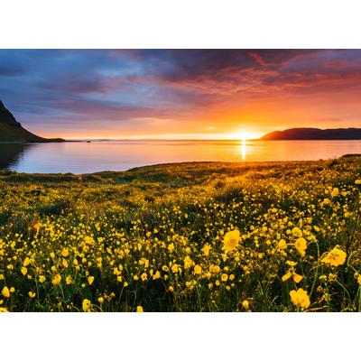 Fototapete PAPERMOON "Flower Field Kirkjufell Iceland", bunt, B:2,5m L:1,86m, Vlies, Tapeten