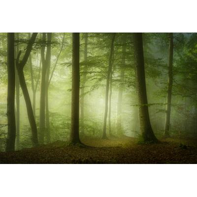 Fototapete PAPERMOON "Photo-Art NORBERT MAIER, GEHEIMNISVOLLER FRÜHLINGSMORGEN", bunt, B:4,5m L:2,8m, Vlies, Tapeten