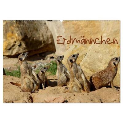 Erdmännchen (Wandkalender 2027 DIN A2 quer), CALVENDO Monatskalender