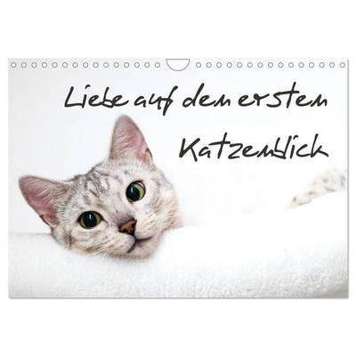 Liebe auf den ersten Katzenblick (Wandkalender 2027 DIN A4 quer), CALVENDO Monatskalender