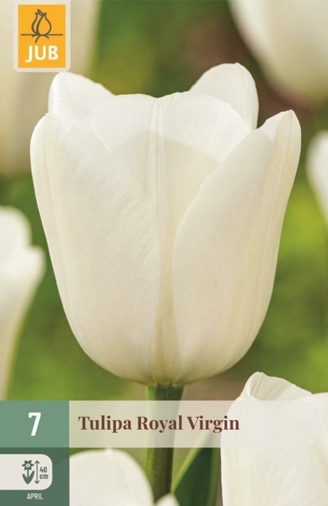JUB Tulipa Royal Virgin bloembollen, 7 stuks