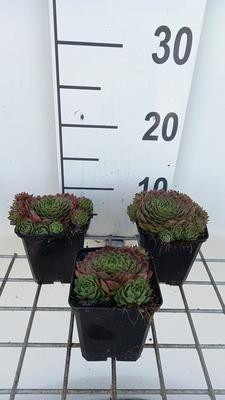 6 x Sempervivum hybride Commander Hay huislook in pot van 9 x 9 cm van GRDplanten