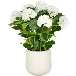 CREATIV green künstliche Pflanze Hortensien Arrangement im Topf, 70cm, weiß