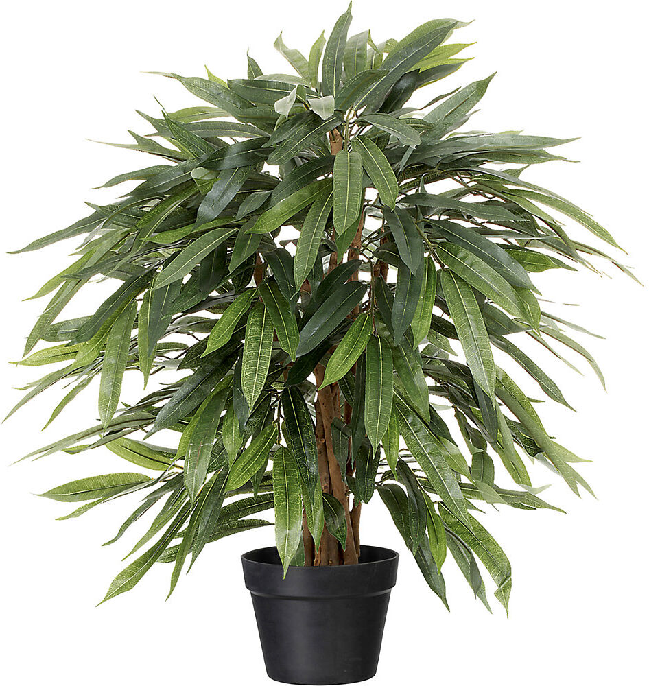 kaiserkraft Weeping Ficus, im Kunststofftopf, Höhe 800 mm