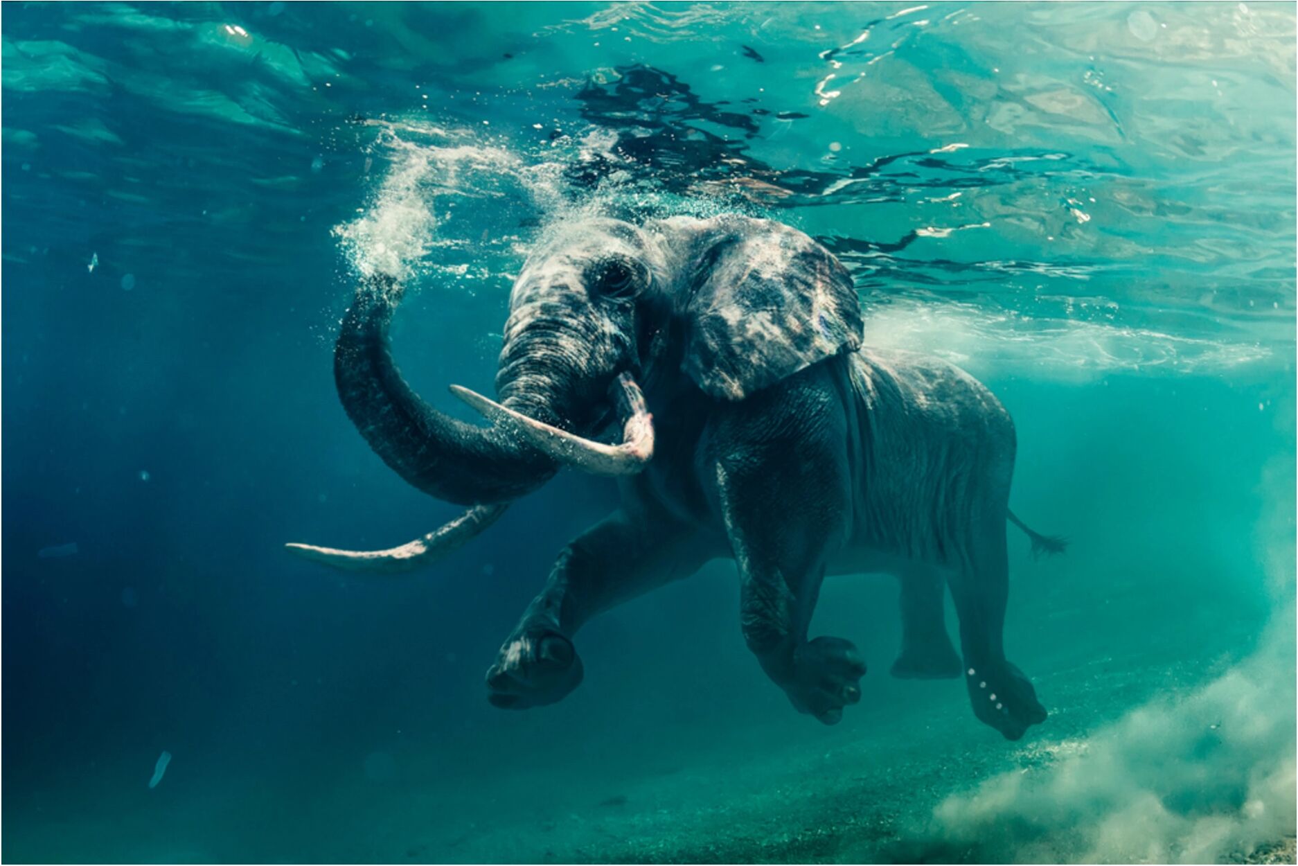 image LAND Schwimmender Elefant