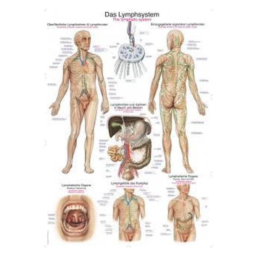 Erler Zimmer Lehrtafel Das Lymphsystem, 50x70cm (EZ-AL509)