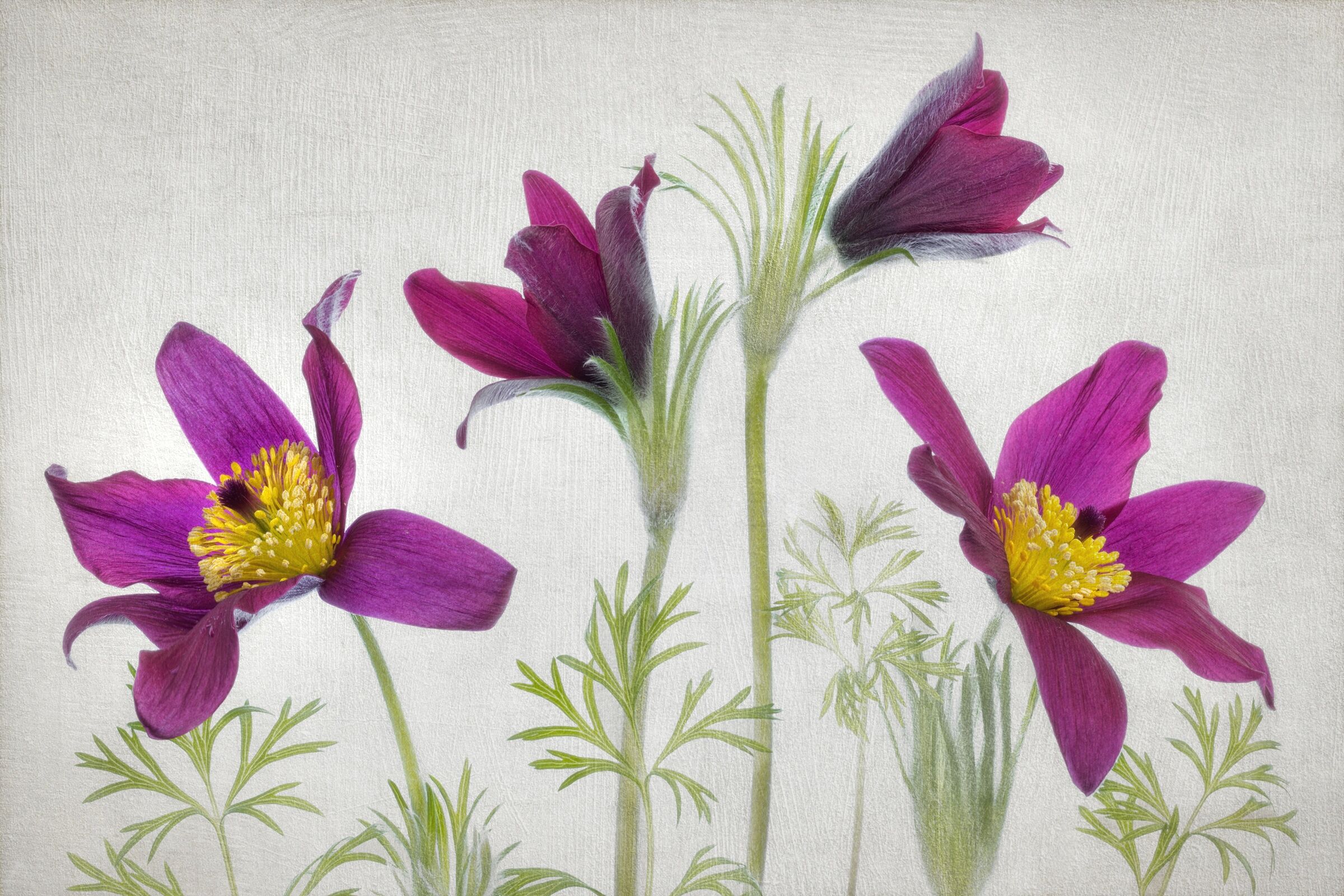 Fototapete PAPERMOON "Photo-Art MANDY DISHER, PULSATILLA", bunt, B:2,5m L:1,86m, Vlies, Tapeten, Fototapete bunt B/L: 2,5m x 1,86m, Bahnen: 5 Stk.