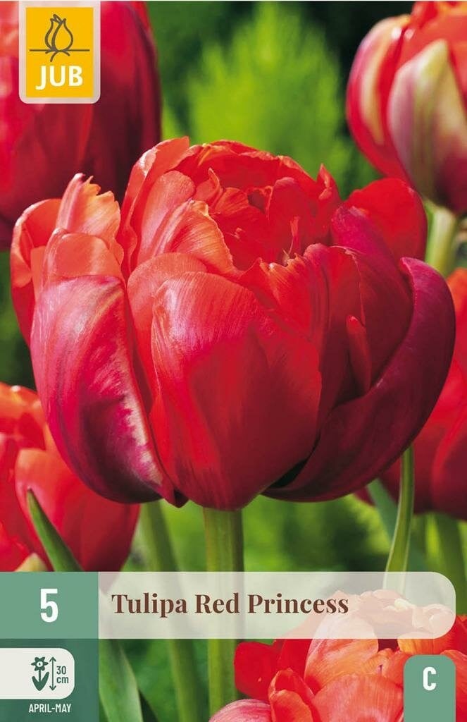 Jub Tulp Red Princess 5 bollen