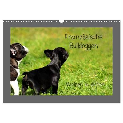 Französische Bulldoggen (Wandkalender 2027 DIN A3 quer), CALVENDO Monatskalender