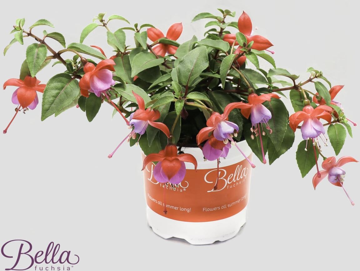Pflanzen Fuchsie Fuchsia H ca. 20 cm 10,5 cm Topf
