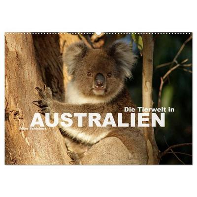 Die Tierwelt in Australien (Wandkalender 2026 DIN A2 quer), CALVENDO Monatskalender