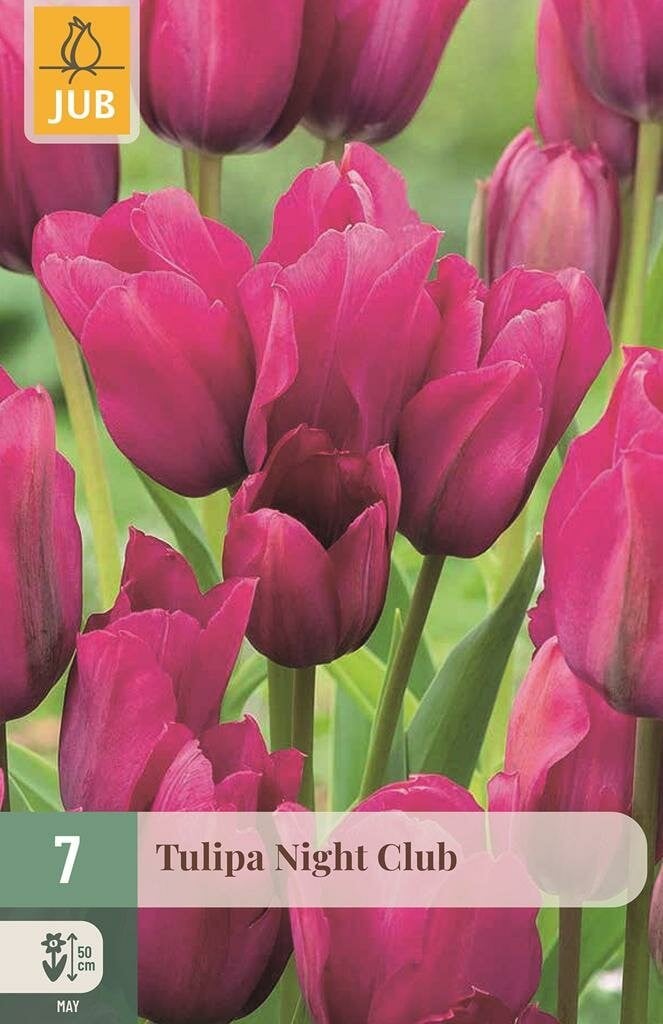 Jub Tulp Night club 7 bollen