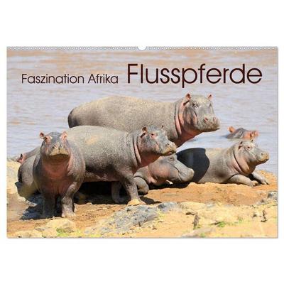 Faszination Afrika: Flusspferde (Wandkalender 2026 DIN A2 quer), CALVENDO Monatskalender