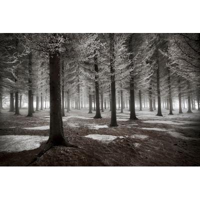 Fototapete PAPERMOON "Photo-Art DRAGISA PETROVIC, DER BEGINN DES WINTERS", bunt, B:4,5m L:2,8m, Vlies, Tapeten