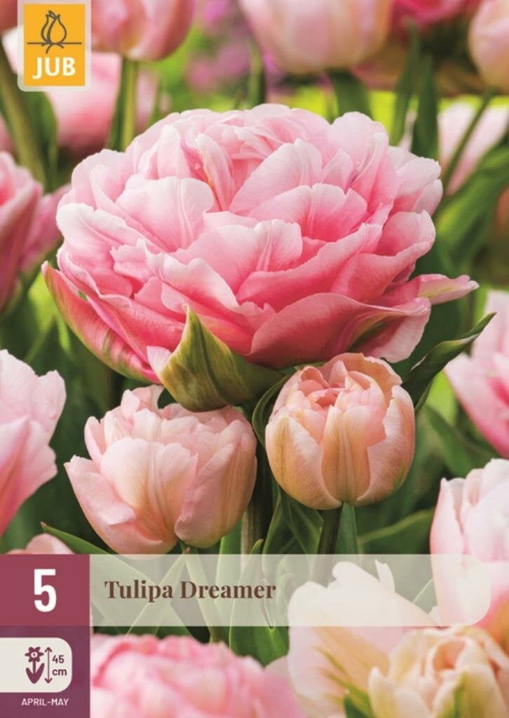 JUB Tulipa Dreamer tulpenbollen, 5 stuks