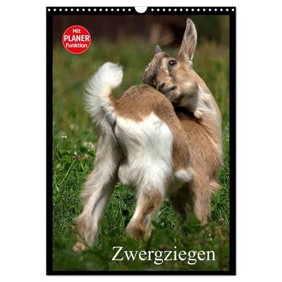 Zwergziegen (Wandkalender 2026 DIN A3 hoch), CALVENDO Monatskalender