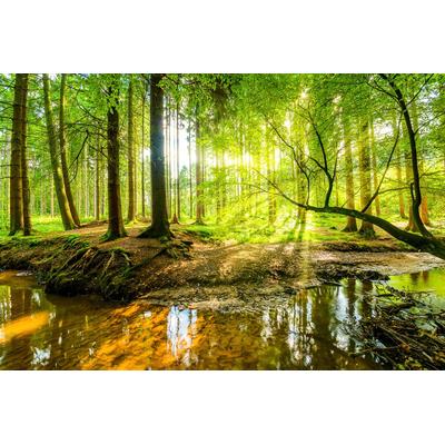 Papermoon "WALD-HERBST NATUR LANDSCHAFT BÄUME DSCHUNGEL SEE BIRKEN"