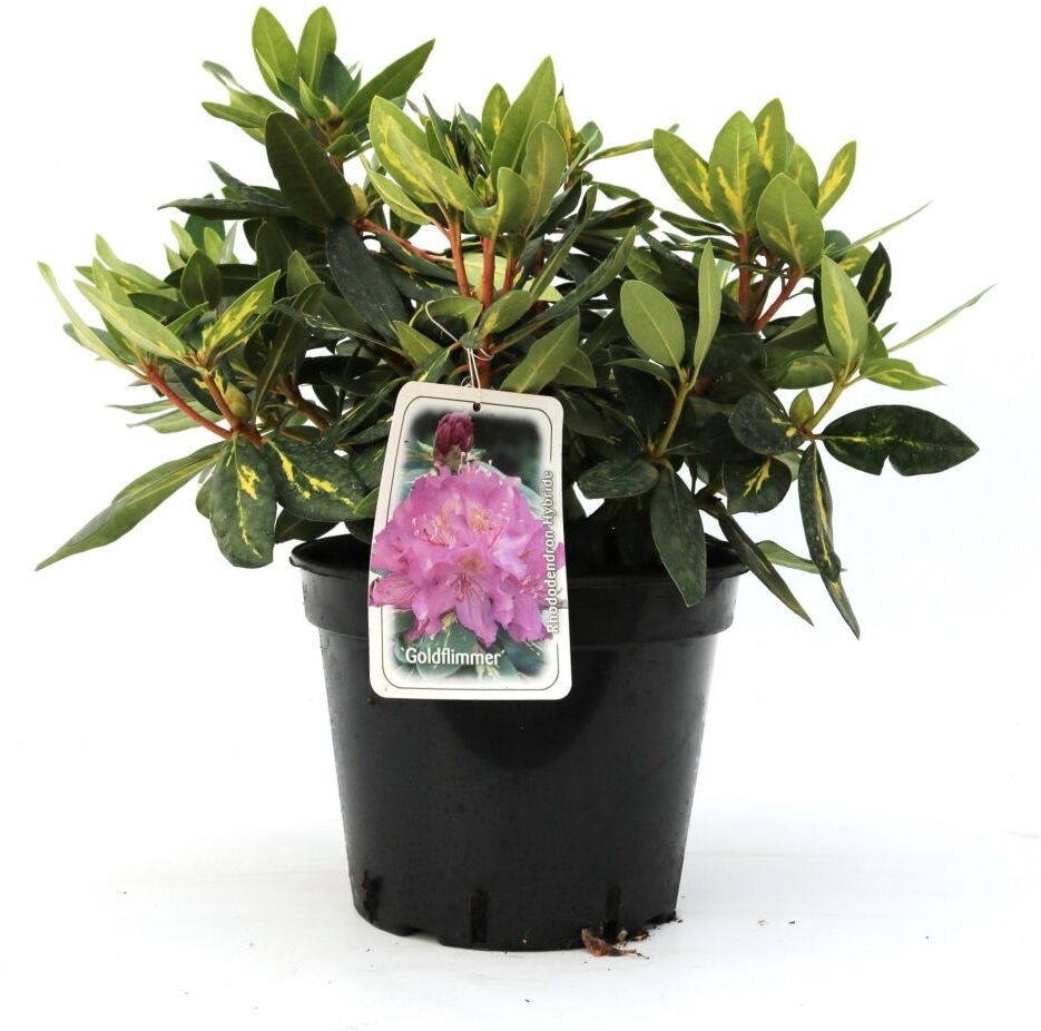 Pflanzen Rhododendron Goldflimmer 5 l Container