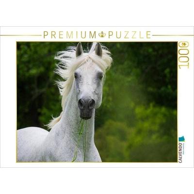CALVENDO Puzzle Traumpferd Lipizzaner Porträt | 1000 Teile Lege-Größe 64x48cm Foto-Puzzle für glückliche Stunden