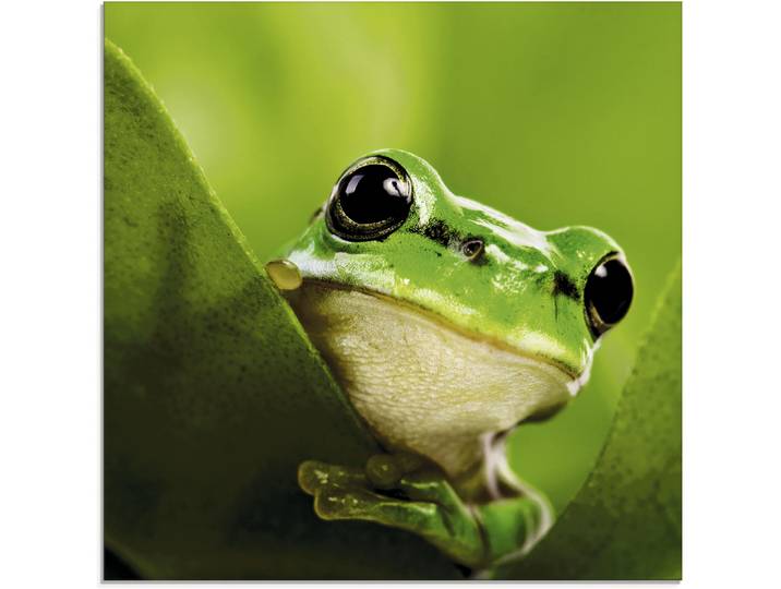 Glasbild ARTLAND Ausspähender Frosch , grün (farbe bild(er): grün), B:50cm H:50cm, Bilder, Glasbild, in verschiedenen Grössen