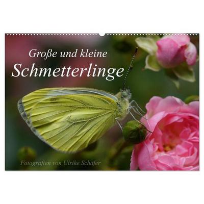 Große und kleine Schmetterlinge (Wandkalender 2027 DIN A2 quer), CALVENDO Monatskalender