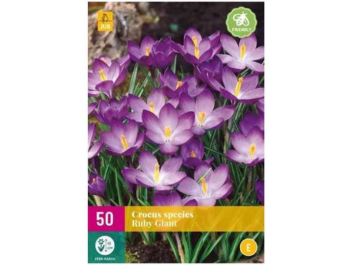 Jub Holland bloembollen - Crocus/Krokus - 50 stuks - species Ruby Giant