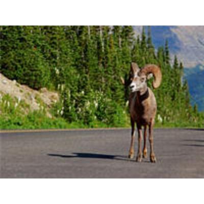 CALVENDO Puzzle Dickhornschaf am Icefields Parkway in Alberta (Kanada) | 1000 Teile Lege-Größe 64x48cm Foto-Puzzle für glückliche Stunden
