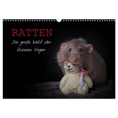 Ratten. Die große Welt der kleinen Nager (Wandkalender 2026 DIN A3 quer), CALVENDO Monatskalender